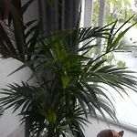 Luxury Townhouse Lejlighed Costa Adeje (Tenerife)