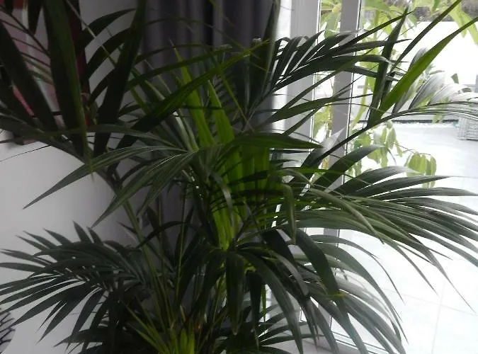 Luxury Townhouse Апартаменты Адехе