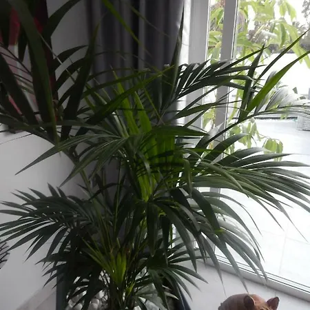 Luxury Townhouse Apartment Costa Adeje (Tenerife)